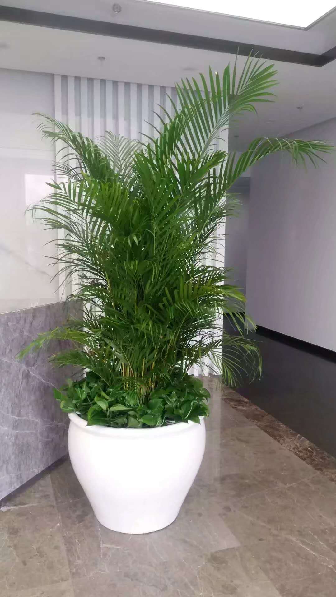 前臺鳳尾竹
