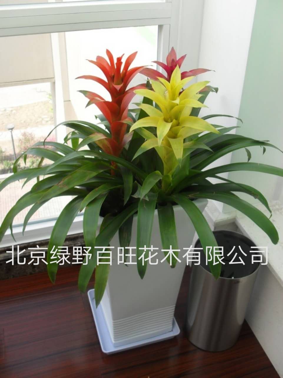 多彩鴻運當頭