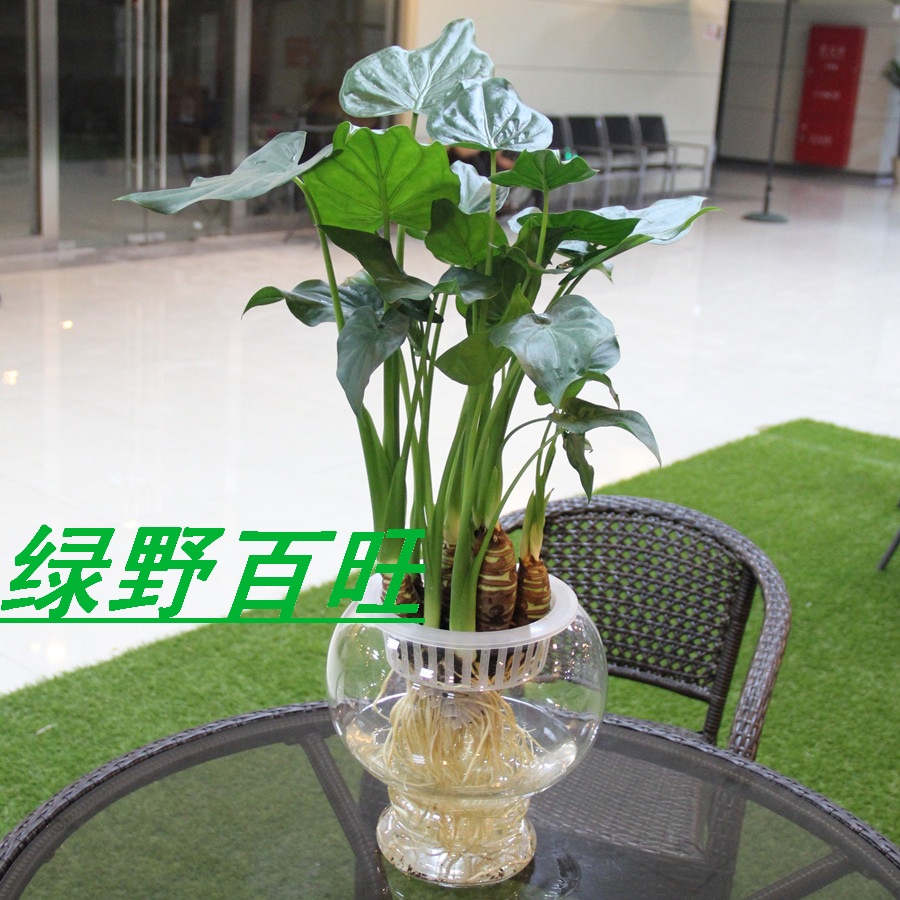 水培滴水觀(guān)音