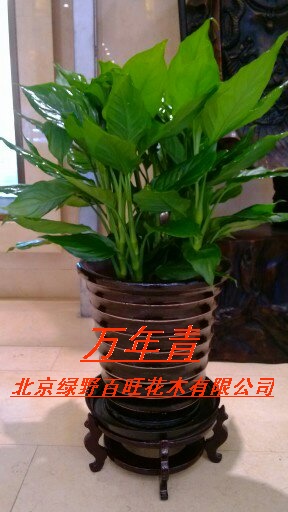 萬年青